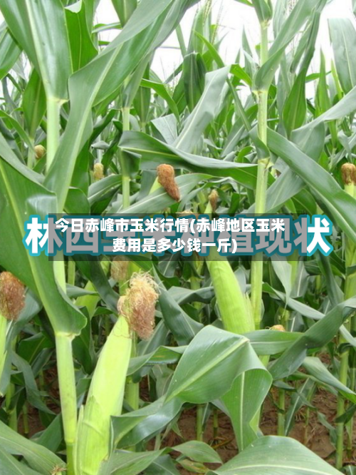 今日赤峰市玉米行情(赤峰地区玉米费用是多少钱一斤)