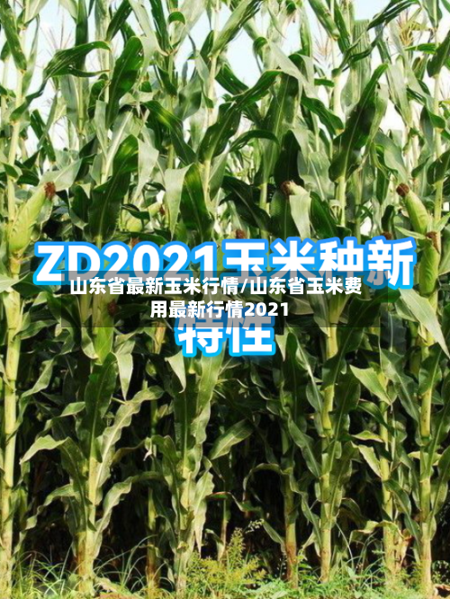 山东省最新玉米行情/山东省玉米费用最新行情2021-第2张图片