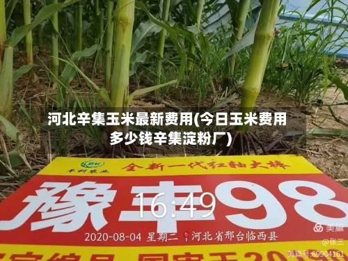 河北辛集玉米最新费用(今日玉米费用多少钱辛集淀粉厂)