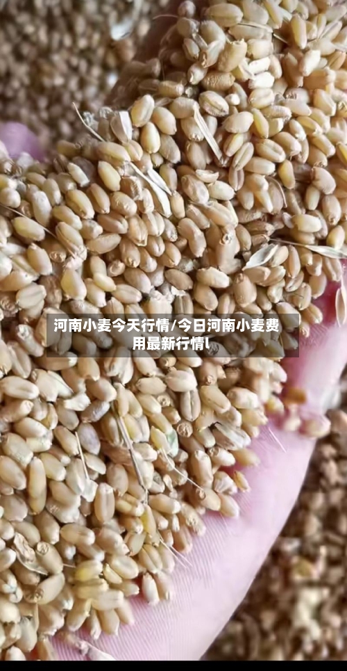 河南小麦今天行情/今日河南小麦费用最新行情l