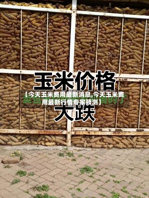 【今天玉米费用最新消息,今天玉米费用最新行情专家预测】-第2张图片