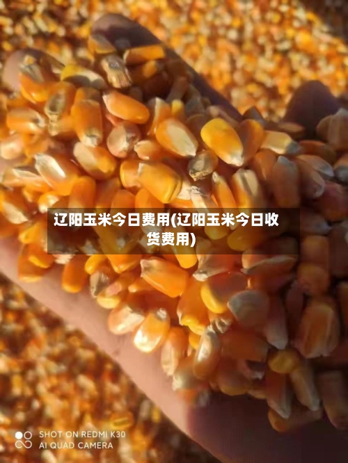 辽阳玉米今日费用(辽阳玉米今日收货费用)-第3张图片
