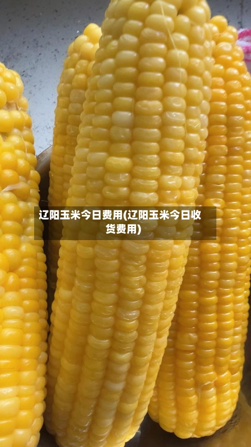 辽阳玉米今日费用(辽阳玉米今日收货费用)