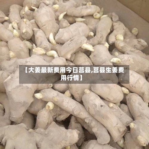 【大姜最新费用今日莒县,莒县生姜费用行情】