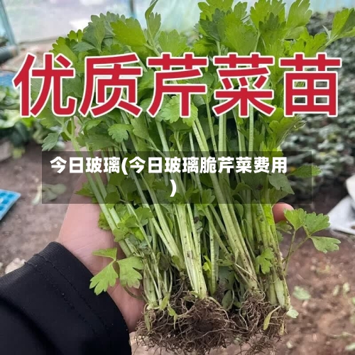 今日玻璃(今日玻璃脆芹菜费用)-第2张图片