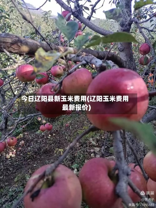 今日辽阳县新玉米费用(辽阳玉米费用最新报价)