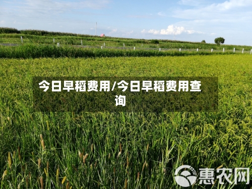 今日早稻费用/今日早稻费用查询