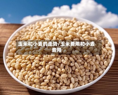 玉米和小麦的走势/玉米费用和小麦费用-第3张图片