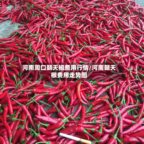 河南周口朝天椒费用行情/河南朝天椒费用走势图-第3张图片