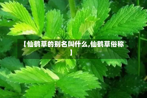 【仙鹤草的别名叫什么,仙鹤草俗称】-第3张图片
