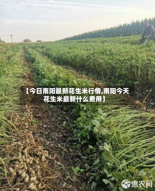 【今日南阳最新花生米行情,南阳今天花生米最新什么费用】-第2张图片