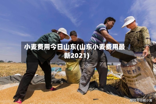 小麦费用今日山东(山东小麦费用最新2021)-第2张图片