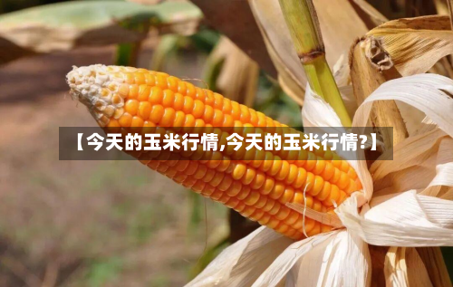 【今天的玉米行情,今天的玉米行情?】